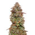 Exotic Purple Autoflower (Amsterdam Genetics) Feminized