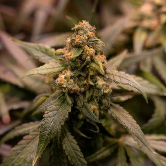 Solar Panel (Zamnesia Seeds) feminized