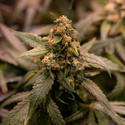 Solar Panel (Zamnesia Seeds) feminized