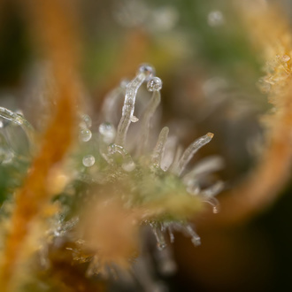 Solar Panel (Zamnesia Seeds) feminized