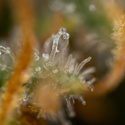 Solar Panel (Zamnesia Seeds) feminized