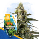Solar Panel (Zamnesia Seeds) feminized