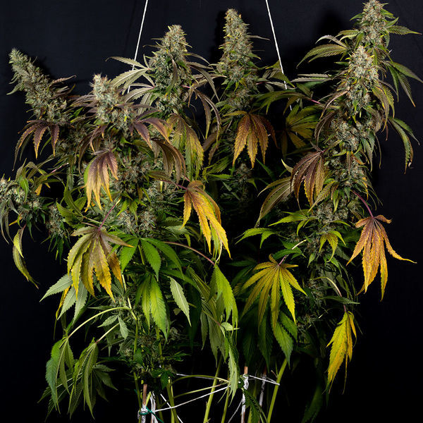 Sticky Broccoli (Zamnesia Seeds) feminized