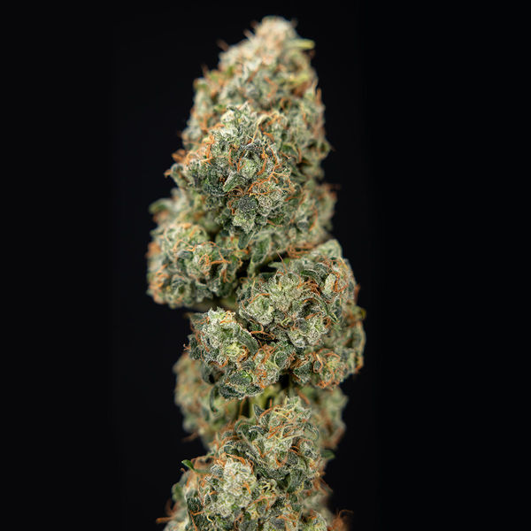 Sticky Broccoli (Zamnesia Seeds) feminized