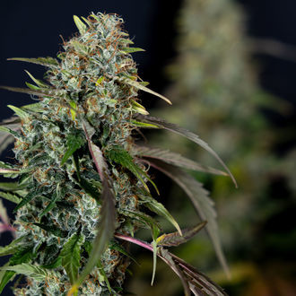 Sticky Broccoli (Zamnesia Seeds) feminized