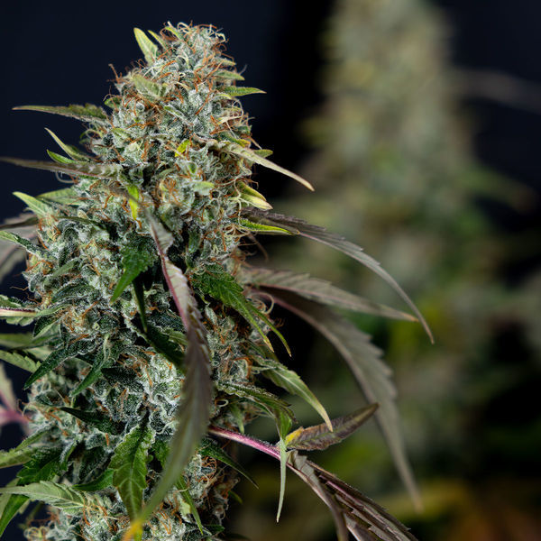 Sticky Broccoli (Zamnesia Seeds) feminized