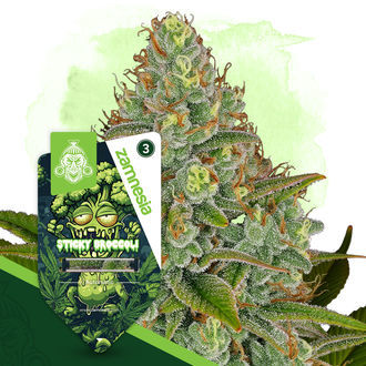 Sticky Broccoli Autoflower (Zamnesia Seeds) feminized