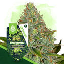 Sticky Broccoli Autoflower (Zamnesia Seeds) feminized