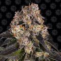 Girl Scout Cookies (Barney's Farm) feminized