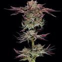 Jelly Donutz (Humboldt Seed Company) feminized
