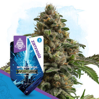 Skywalker OG Autoflower (Zamnesia Seeds) Feminized