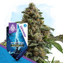 Skywalker OG Autoflower (Zamnesia Seeds) Feminized