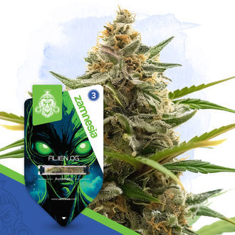 Alien OG Autoflower (Zamnesia Seeds) feminized