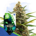 Alien OG Autoflower (Zamnesia Seeds) feminized