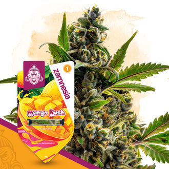 Mango Kush Autoflower (Zamnesia Seeds) feminized
