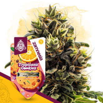 Tropicana Cookies Autoflower (Zamnesia Seeds) feminized