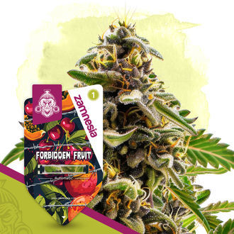 Forbidden Fruit Autoflower (Zamnesia Seeds) Feminized