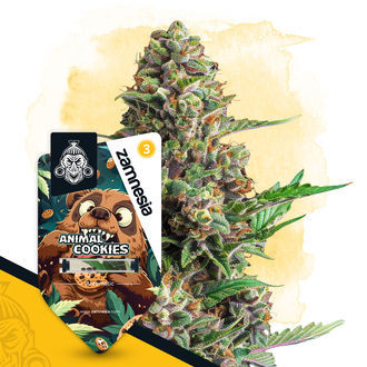 Animal Cookies Autoflower (Zamnesia Seeds) feminized