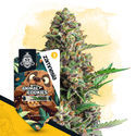 Animal Cookies Autoflower (Zamnesia Seeds) feminized