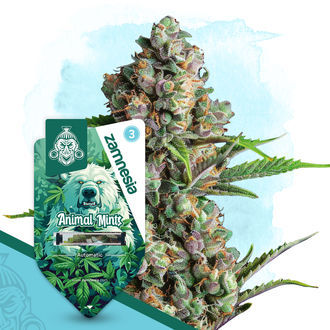 Animal Mints Autoflower (Zamnesia Seeds) feminized
