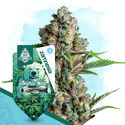Animal Mints Autoflower (Zamnesia Seeds) feminized