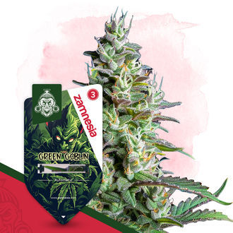 Green Goblin Autoflower (Zamnesia Seeds) feminized