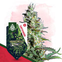 Green Goblin Autoflower (Zamnesia Seeds) feminized