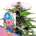 Fruit Punch Autoflower (Zamnesia Seeds) feminized