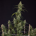 Fruit Punch Autoflower (Zamnesia Seeds) feminized