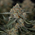 Fruit Punch Autoflower (Zamnesia Seeds) feminized