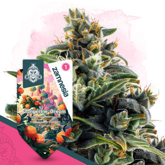 Tangerine Dream Autoflower (Zamnesia Seeds) feminized