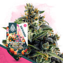 Tangerine Dream Autoflower (Zamnesia Seeds) feminized