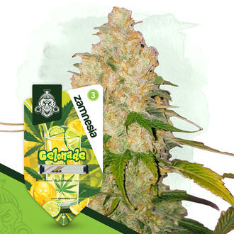 Gelonade Autoflower (Zamnesia Seeds) feminized