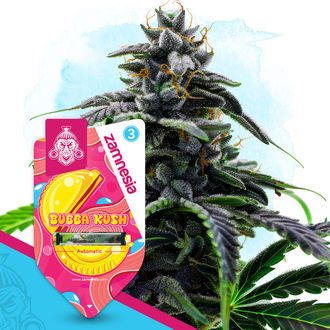 Bubba Kush Autoflower (Zamnesia Seeds) feminized