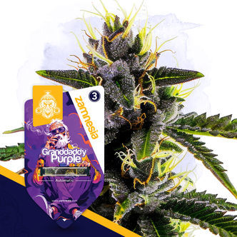 Granddaddy Purple Autoflower (Zamnesia Seeds) Feminized