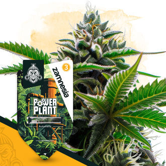Power Plant Autoflower (Zamnesia Seeds) feminized