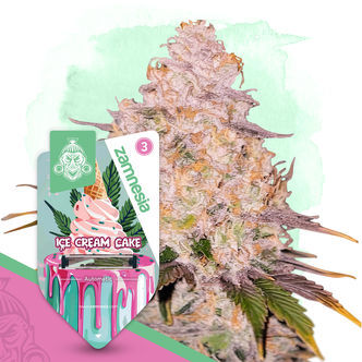 Ice Cream Cake Autoflower (Zamnesia Seeds) feminized