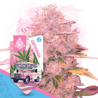 Sundae Driver Autoflower (Zamnesia Seeds) feminized