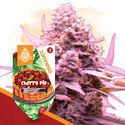 Cherry Pie Autoflower (Zamnesia Seeds) feminized