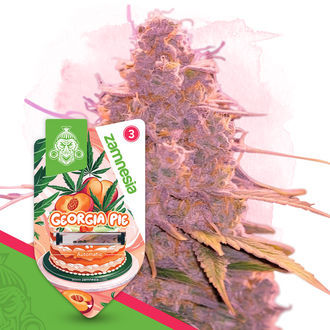 Georgia Pie Autoflower (Zamnesia Seeds) feminized