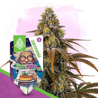 Chem Brulee (Zamnesia Seeds) feminized