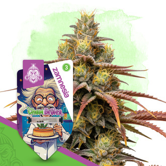 Chem Brulee Autoflower (Zamnesia Seeds) feminized