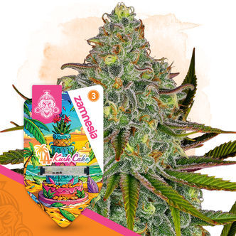 LA Kush Cake (Zamnesia Seeds) feminized