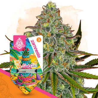 LA Kush Cake (Zamnesia Seeds) feminized