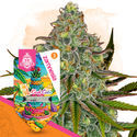 LA Kush Cake (Zamnesia Seeds) feminized