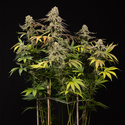 LA Kush Cake (Zamnesia Seeds) feminized