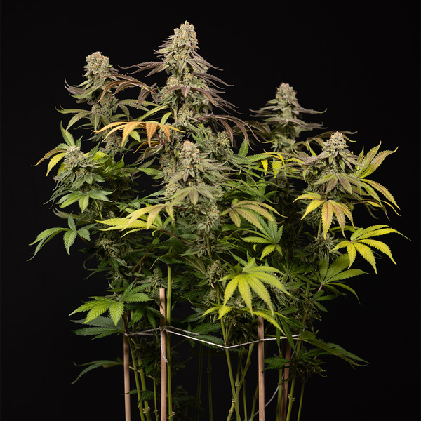 LA Kush Cake (Zamnesia Seeds) feminized
