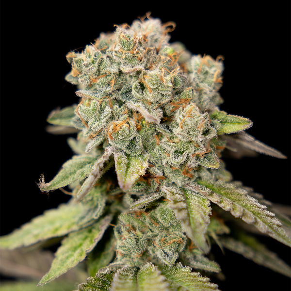 LA Kush Cake (Zamnesia Seeds) feminized