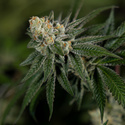 LA Kush Cake (Zamnesia Seeds) feminized