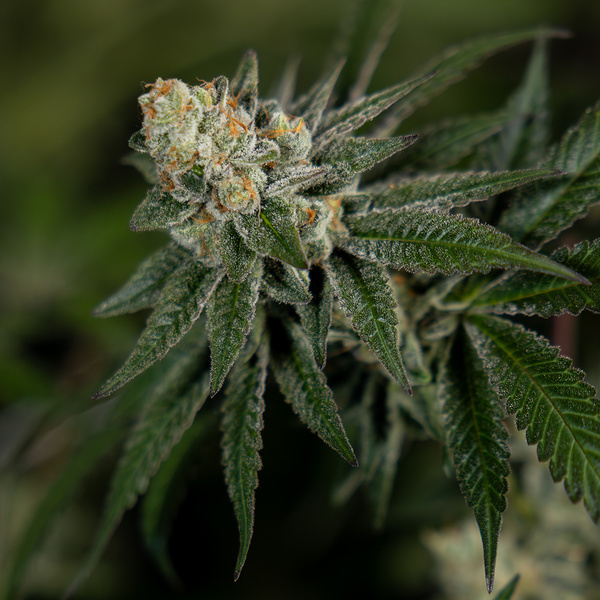 LA Kush Cake (Zamnesia Seeds) feminized